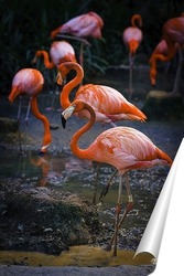   Постер Фламинго на водопое