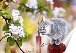   Постер кошка в майском саду