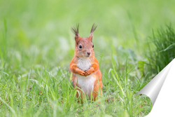   Постер Red squirrel sits in the grass.