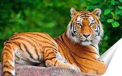  Тигры 4092