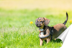   Постер Miniature Dachshund standing in long grass	