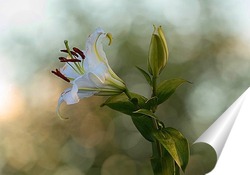  Бабочка и белый цветок