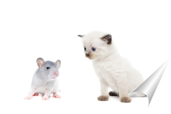  animals on isolated white background