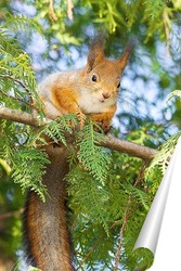  Red Squirrel climbing up in a tree.