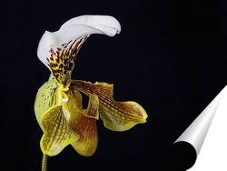  Орхидея доритинопсис Фея Тиухбао