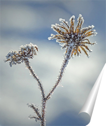   Постер Растение на снегу