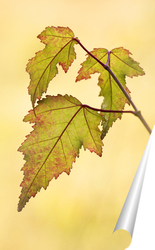   Постер Красивые осенние листья