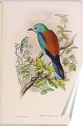   Постер Птицы Великобритании