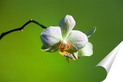  орхидея  