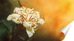  Peony