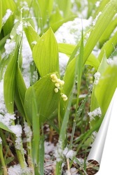  тюльпаны под снегом 