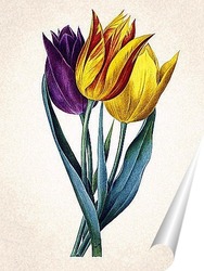   Постер Тюльпаны Геснера