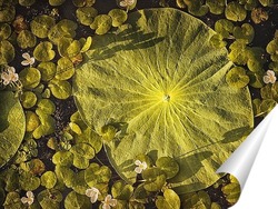   Постер Лист лотоса Комарова лежит на воде в пруду. Его окружают миниатюрные белые цветы