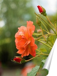  Клематис