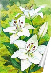   Постер Белые лилии