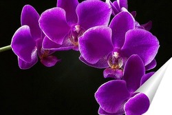  Ветка орхидеи на черном фоне