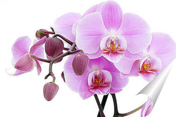   Постер Орхидея Фаленопсис