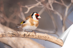   Постер Goldfinch, Carduelis carduelis, perched on wooden perch with blurred natural background