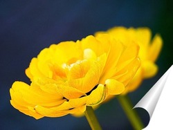  Желтые тюльпаны