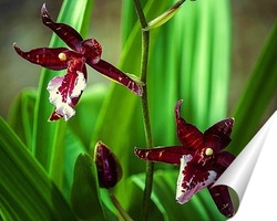  Орхидея и бамбук