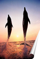  Постер Dolphin064