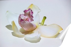   Постер Цветок орхидеи