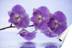   Постер Цветущая ветка розовой орхидеи фаленопсис