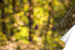   Постер Изображение большой паутины с каплями росы  с пауком 