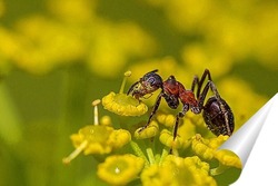  бабочки на цветке ромашки