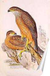  Northern Goshawk (Accipiter gentilis) - adult