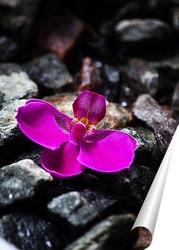   Постер Орхидея на камнях