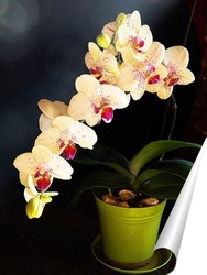   Постер Орхидея