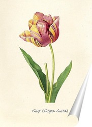   Постер Тюльпан