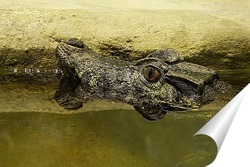   Постер крокодил