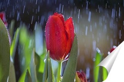  тюльпаны под дождем