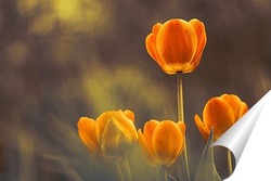   Постер Оранжево-желтые тюльпаны