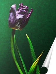   Постер тюльпан