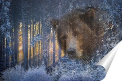   Постер Взгляд медведя