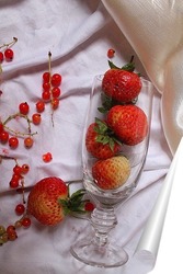  белые грибы