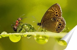  Бабочка на стебле с капельками