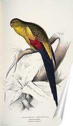   Постер Чернохвостый попугай