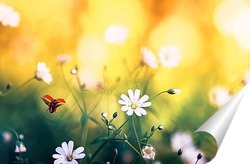  маленькая бабочка на цветущем поле ромашек в солнечный летний день