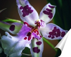   Постер Орхидея одонтоглоссум Пегги Рут Карпентер