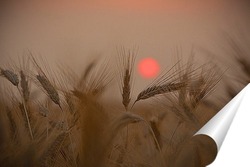   Постер Пшеничный закат