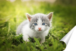  Серая полосатая кошка гуляет на поводке по зеленой траве на открытом воздухе...