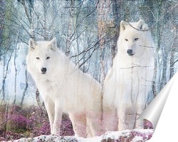   Постер Белоснежные волки