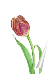   Постер Ботаническая иллюстрация. Тюльпан