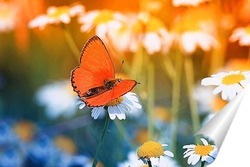  Постер маленькая бабочка на цветущем поле ромашек в солнечный летний день
