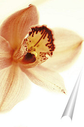  Орхидея Фаленопсис