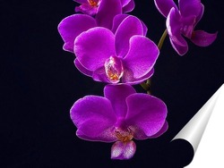  Ветка орхидеи
